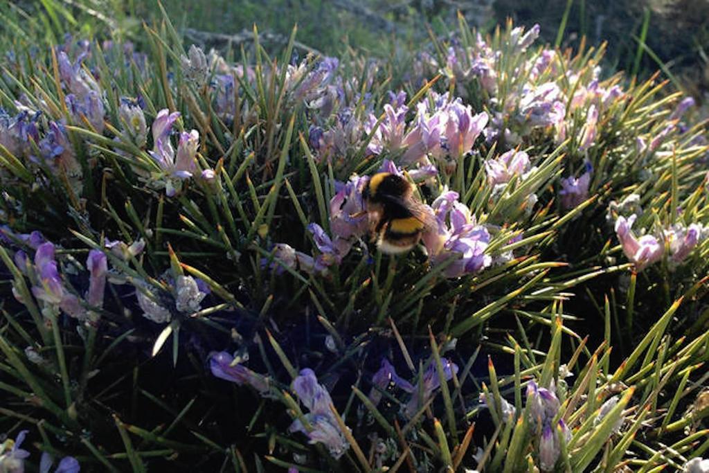 Telecabina Las Catifas Guejar Sierra Dış mekan fotoğraf