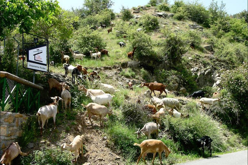 Telecabina Las Catifas Guejar Sierra Dış mekan fotoğraf